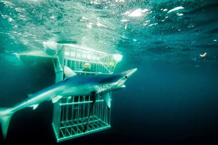 a shark in the water
