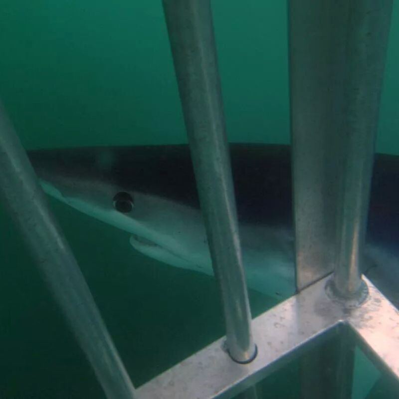 a close up of a fish