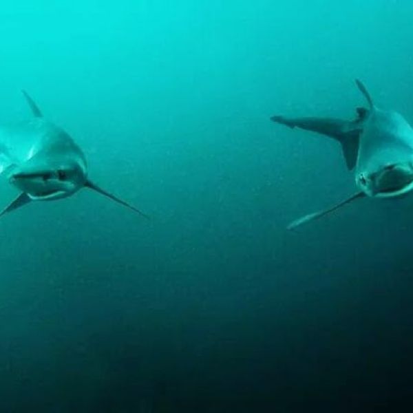 a group of fish in the water