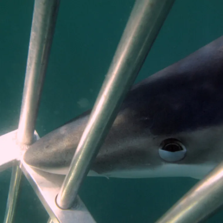 a fish swimming under water