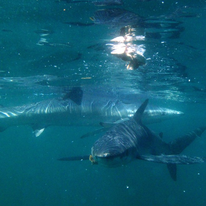 a fish swimming under water
