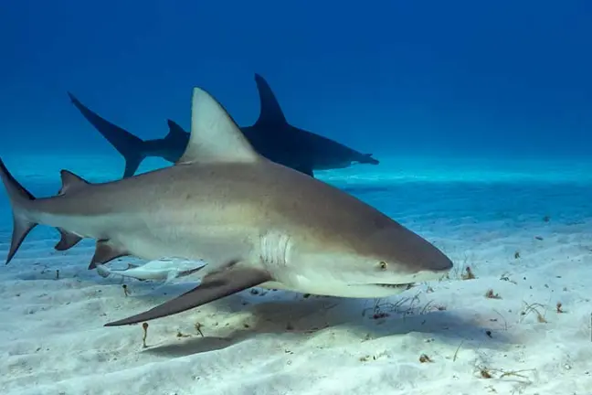 a fish swimming under water