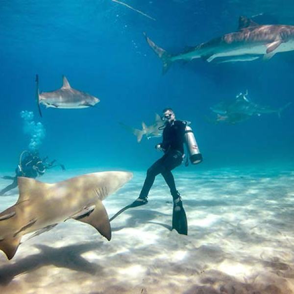 a fish swimming under water