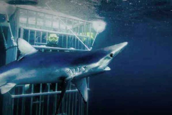 a shark in the water