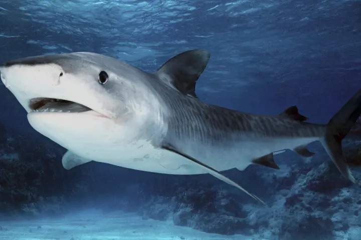 a fish swimming under water